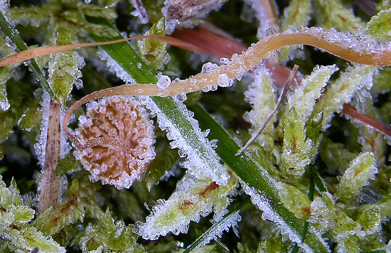 Galerina da determinare n�17.